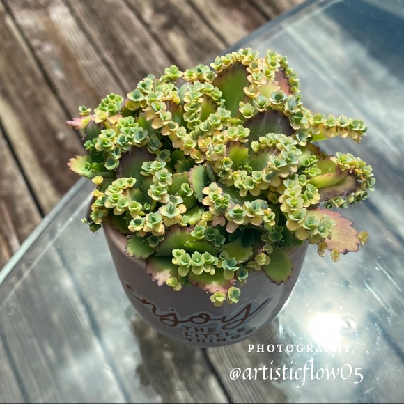 Remember To Stop And Enjoy The Little Things! - Picture 2 of 2